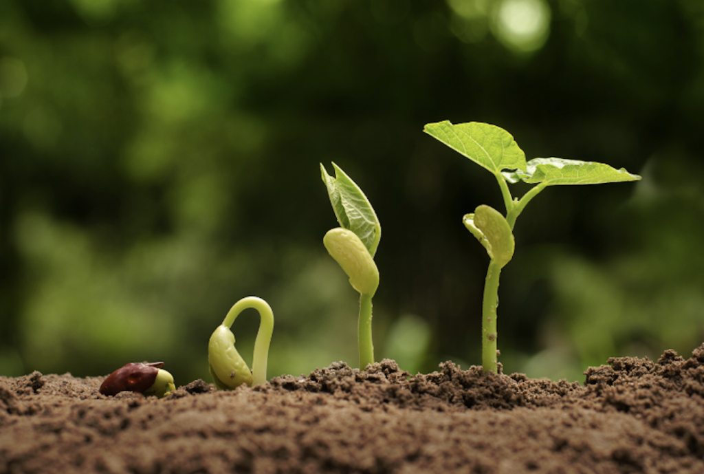 Growing plants in soil