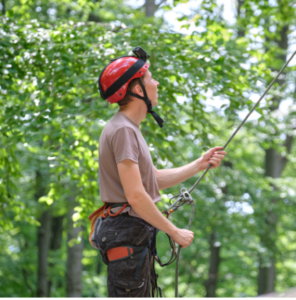 Belaying person among trees